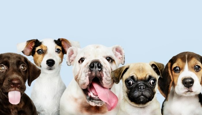 Adoção consciente de pets