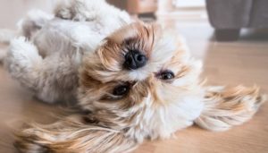 Conheça nomes criativos para seu pet