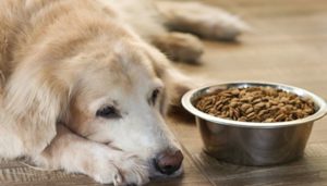 Meu cachorro não quer comer